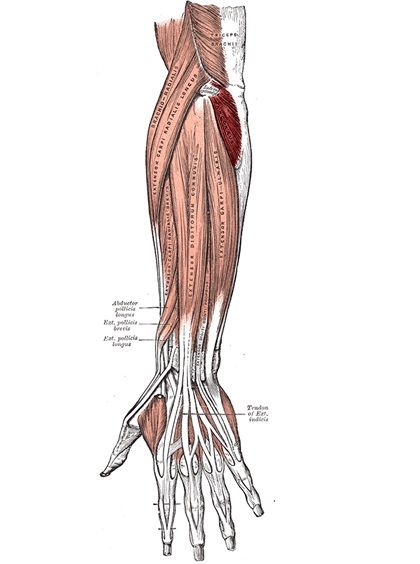 Anconeus