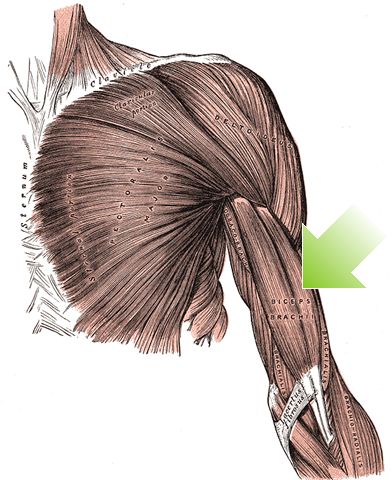 Tohovedede armbøjer (Biceps Brachii)