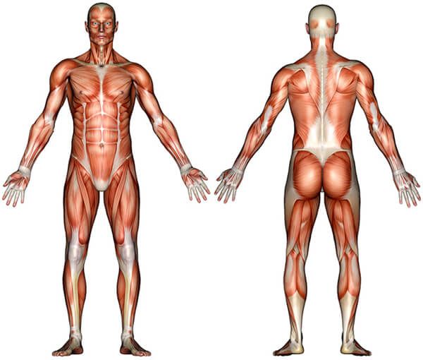 A diagram of the human muscular system anatomy