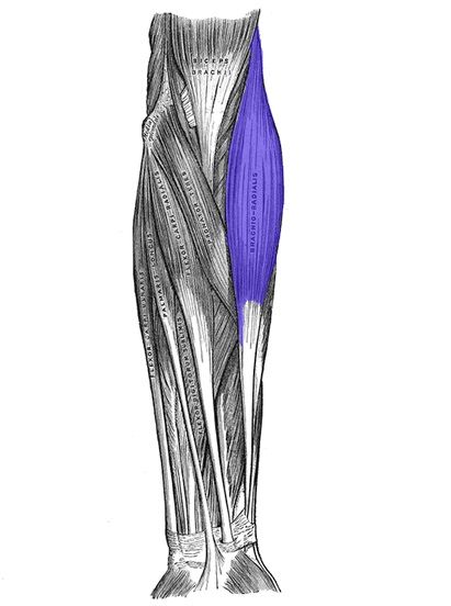 Brachioradialis