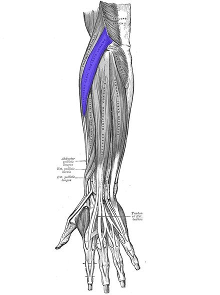 Extensor Carpi Radialis Longus