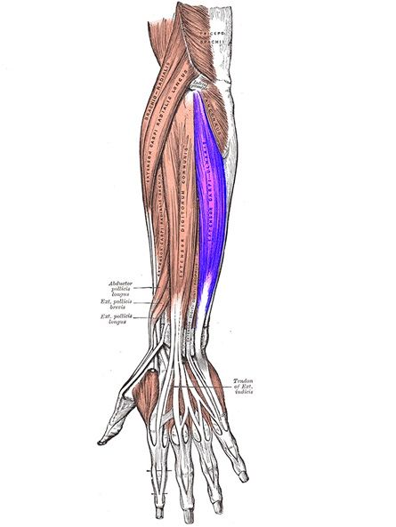 Extensor Carpi Ulnaris