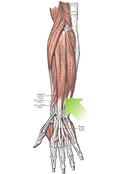 Extensor Digitori Minimi