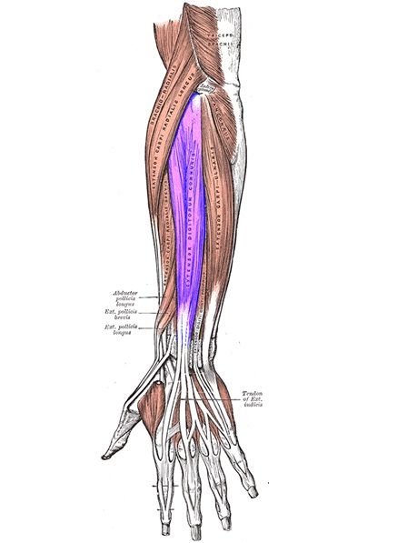 Extensor Digitorum