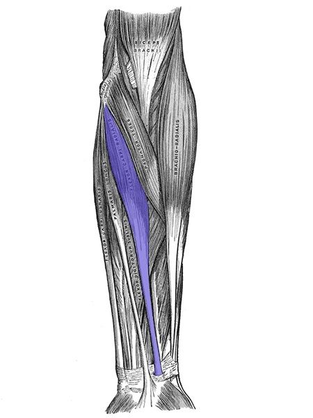 Flexor Carpi Radialis