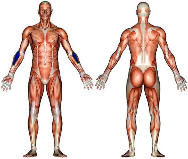 Brachioradialis