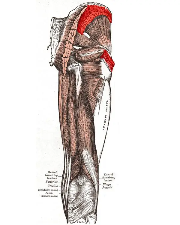 Den mellemste sædemuskel