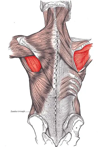 Infraspinatus