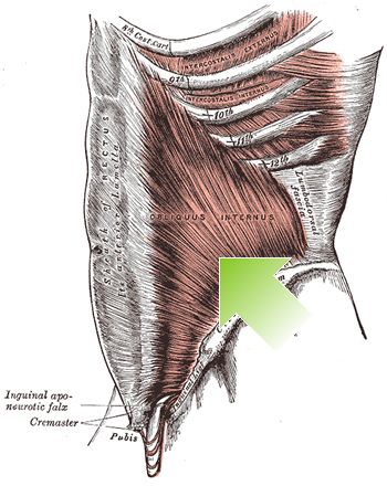 Indre skrå mavemuskel
