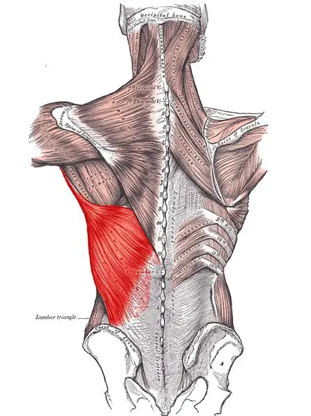 Den brede rygmuskel