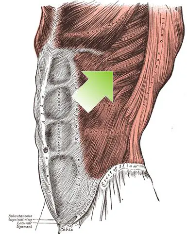 Serratus Anterior