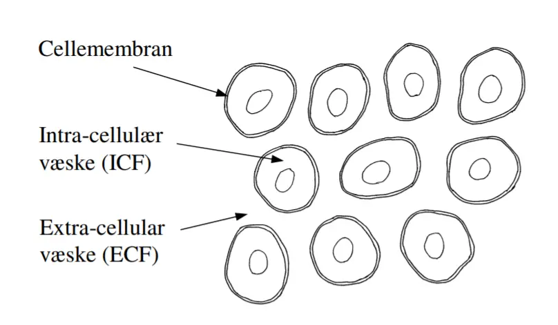 bioimpedans måling