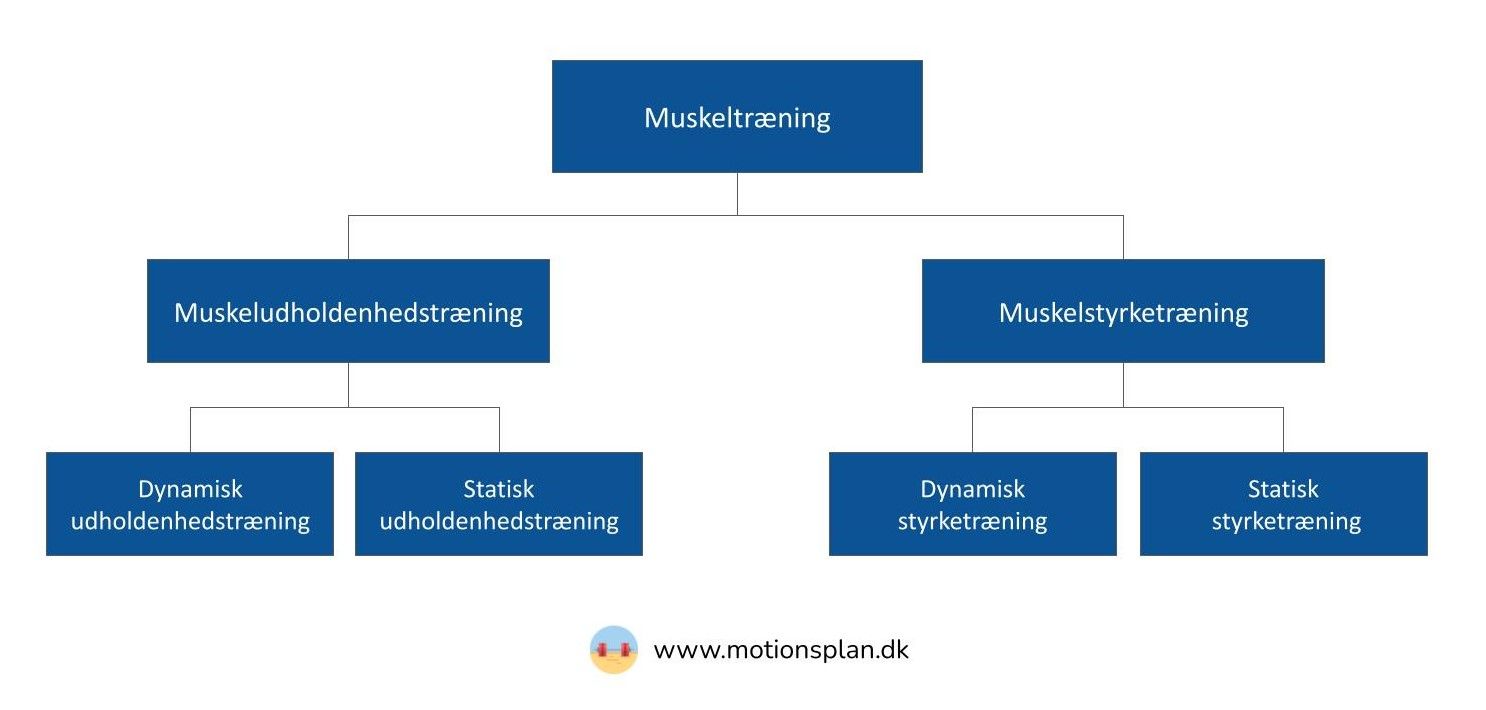 oversigt over muskeltræning