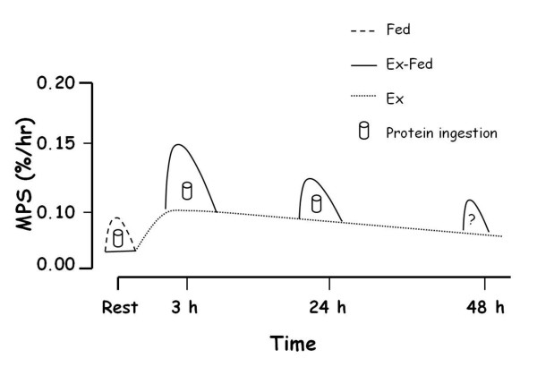 Proteinsyntese i det åbne vindue - anabolic window