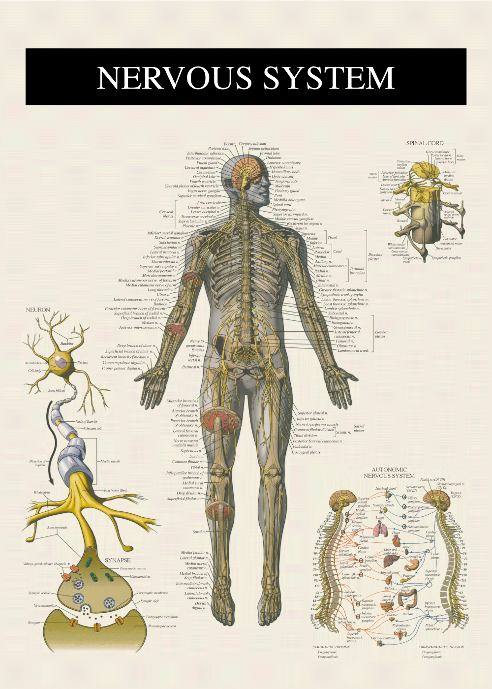 nervesystemet plakat