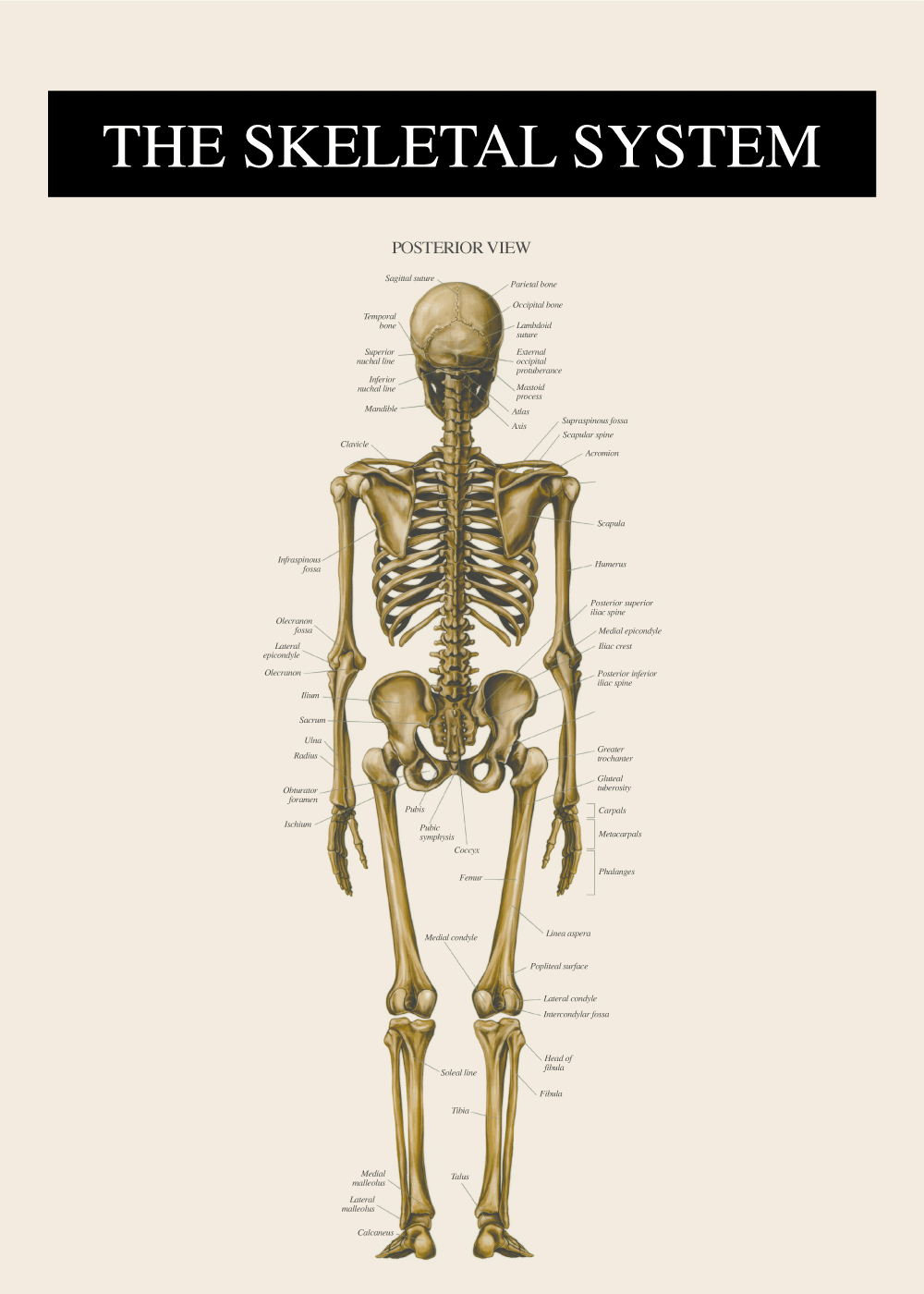 anatomi plakat skelettet bagfra