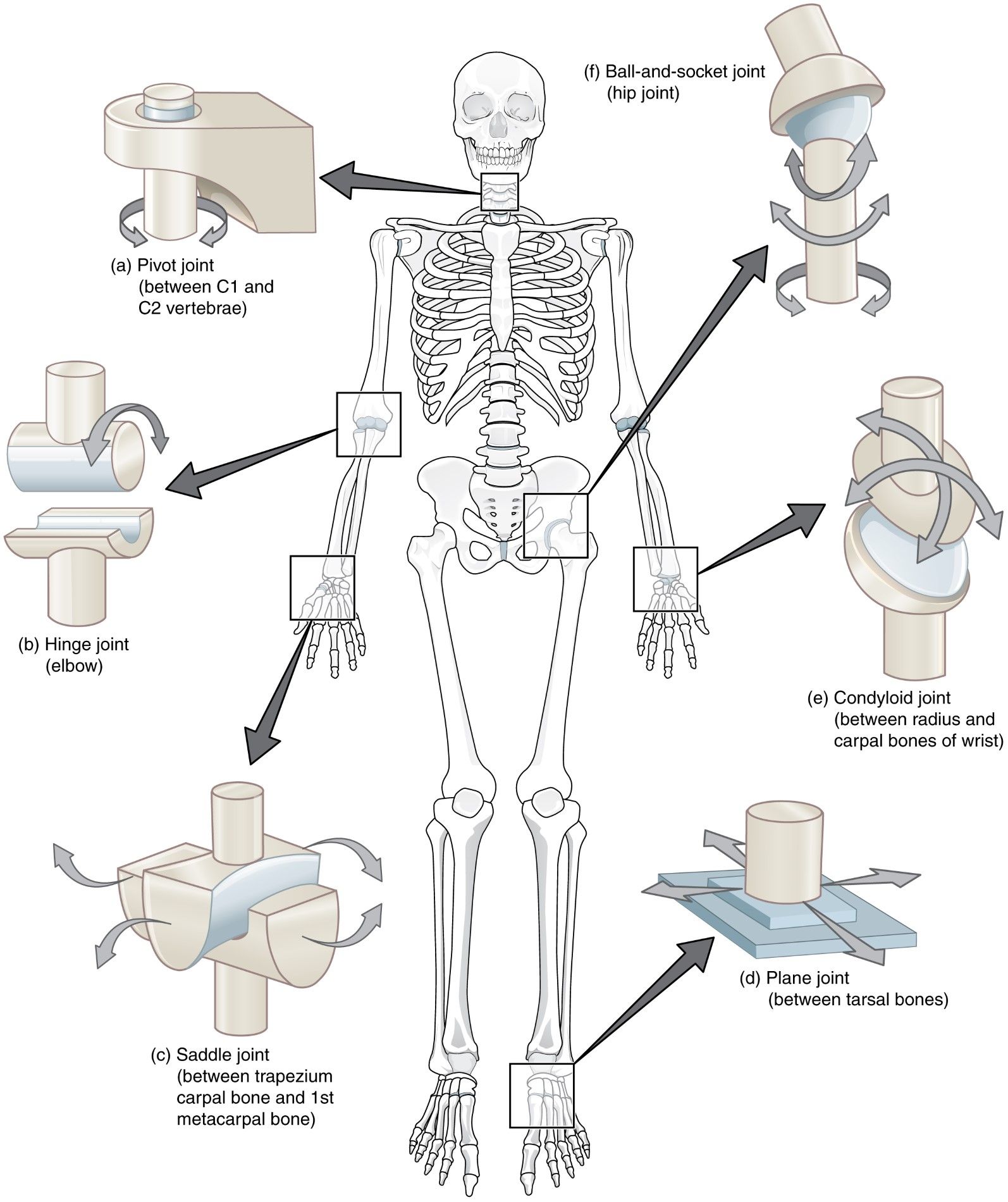 skelettet, led og ledtyper: ægled, drejeled, hængselsled, kugleled, glideled, saddelled