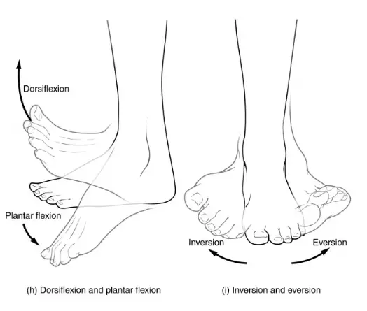 plantarfleksion og dorsifleksion - inversion og eversion