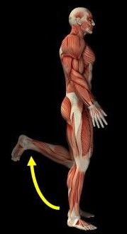 Musklerne på baglåret flekterer knæet