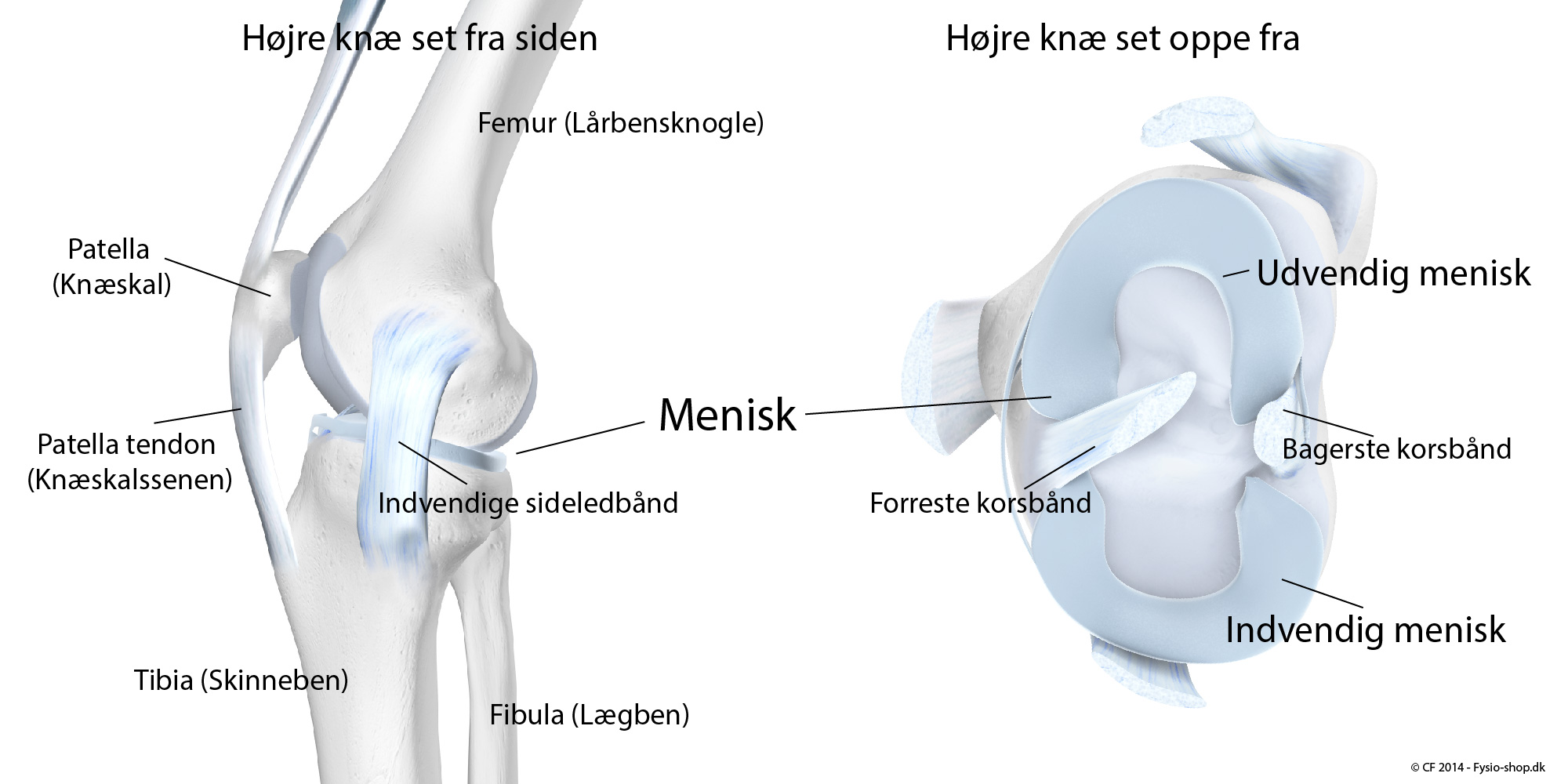 Knæleddet