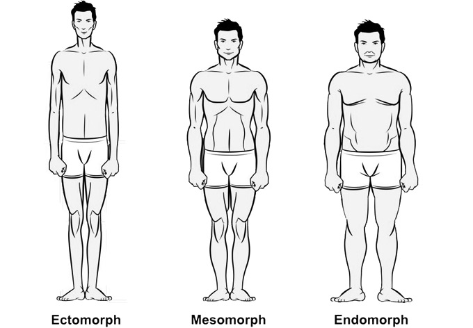 kropstyper endomorph ectomorph mesomorph